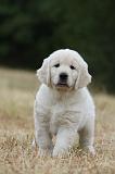 GOLDEN RETRIEVER 703